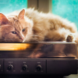 Orange long hair cat laying on a record player