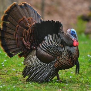 Adopt a turkey for a more compassionate thanksgiving