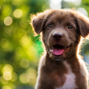 Adorable brown puppy with sunset bokeh background