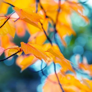 Leaves on a tree illustrate that we are not indispensable