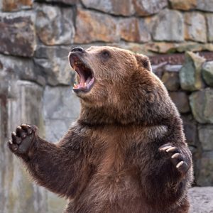 Angry bear growling in rage represents affirmations for anger