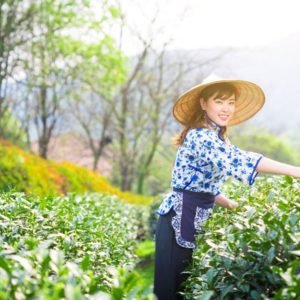 Woman picking tea