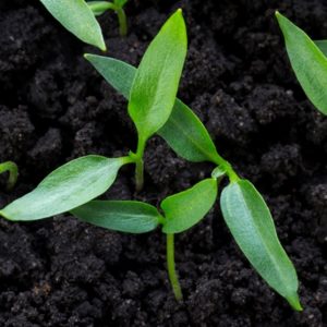 Small green sprouts in dirt