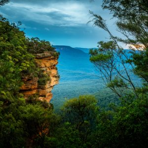 Panoramic view of the forest