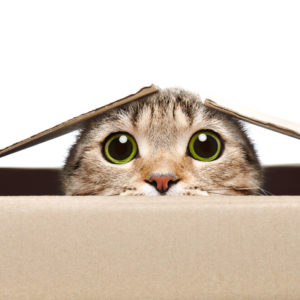 cat peeking out of moving box