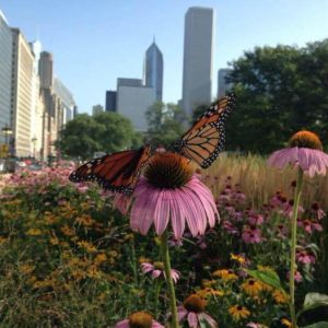 Monarch butterfly on Purple Coneflower in patch of wildflowers along Chicago's Michigan Avenue