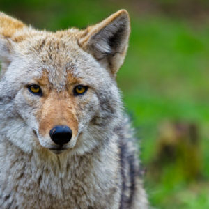 A coyote looking at the camera