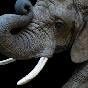 Close up image of African Elephant by Joel Sartore