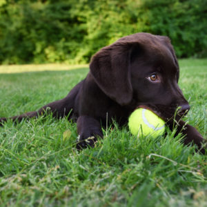 Cute labrador puppy dog lying down in green grass field playing with yellow tennis ball