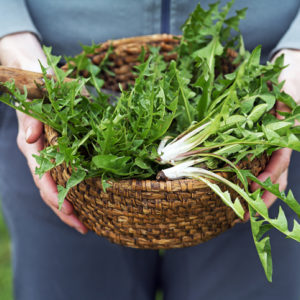 A basket of dandelion leaves