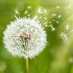 Dandelion with seeds flying off