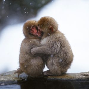 Two snow monkeys cuddling
