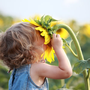 Child Smelling Sunflower
