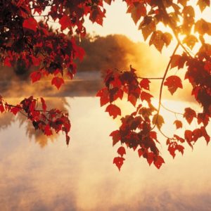 Red fall leaves and lake