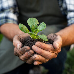 Farmer hands planting sprout in soil