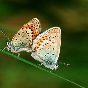 Two butterflies