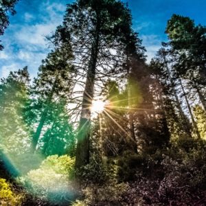 Sun flare image of trees in woods