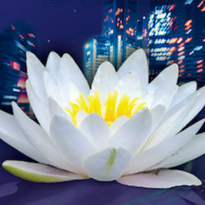 A lotus flower in bloom