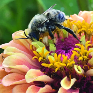 Bee on yellow flower