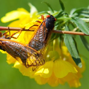 Cicadas mating