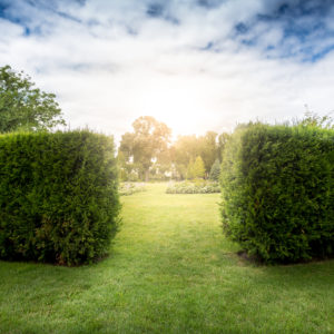 peaking into the entrance of a labyrinth