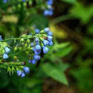 Comfrey plant with blue flowers has healing power