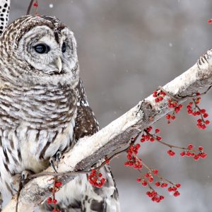 Barred owl, a mystical messenger, on a branch in Winter.