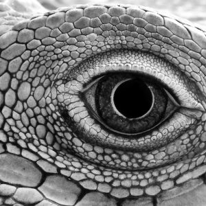 close up of iguana lizard eye godzilla power animal