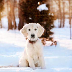 Cute golden retriever pandemic puppy sitting in the snow