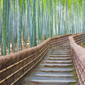 Path leading into bamboo forest