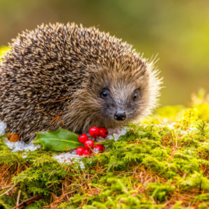 Sustainable gardening tips can protect a hedgehog