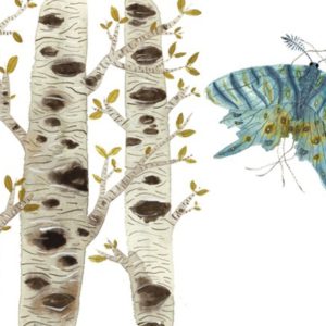 Illustrations of birch trees and butterfly