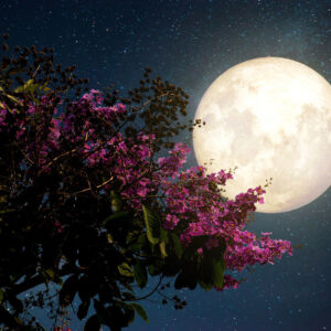 Moon and flowers