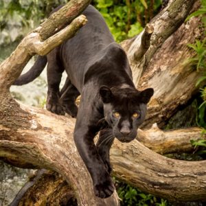 Black jaguar in tree