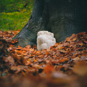 Lion's mane mushroom