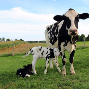 Mother cow and calf in a pasture