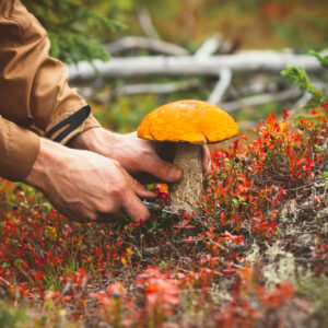 A man picks a mushroom in the wild