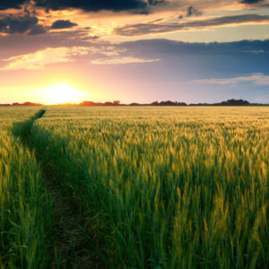 Sunshine and green field