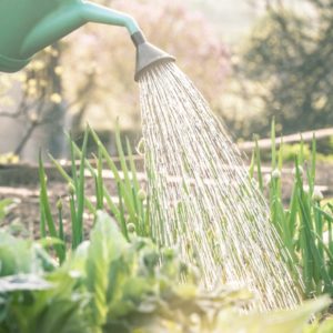 watering can and garden