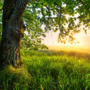 Majestic Oak Tree