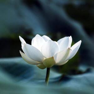 Blooming white lotus flower