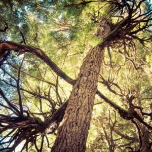 Towering tree in forest with sunlight