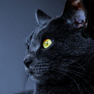 Black cat for Halloween and spirituality of black cats