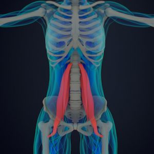 psoas in human anatomy