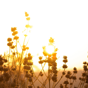 morning in a field