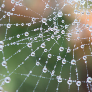 Spider's web with rain drops