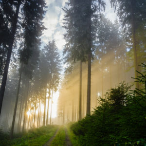 Sun streaming through a spruce forest blanketed in fog