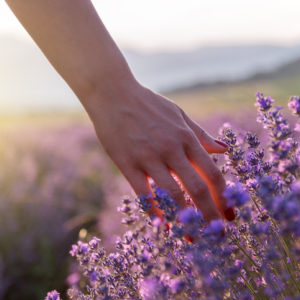 Touching Lavender