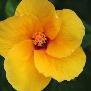 Bright yellow tropical flower