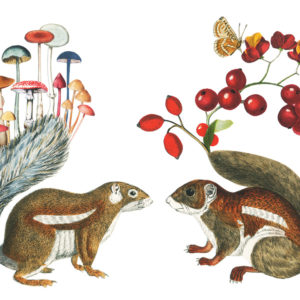 Squirrels illustration